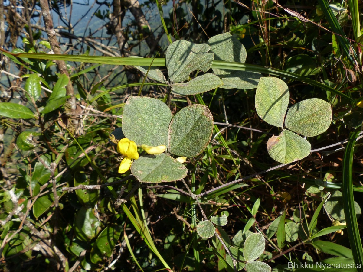 Cajanus rugosus (Wight & Arn.) Maesen